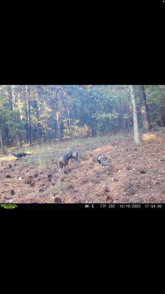 88 Wheeler Rogers Road Rupert, GA 31081 - Photo 6 of 73 Gallery Image 6