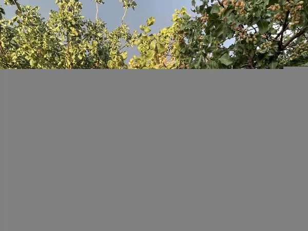 a close up of a plant