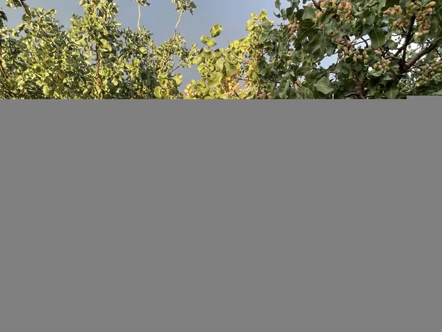 a close up of a plant