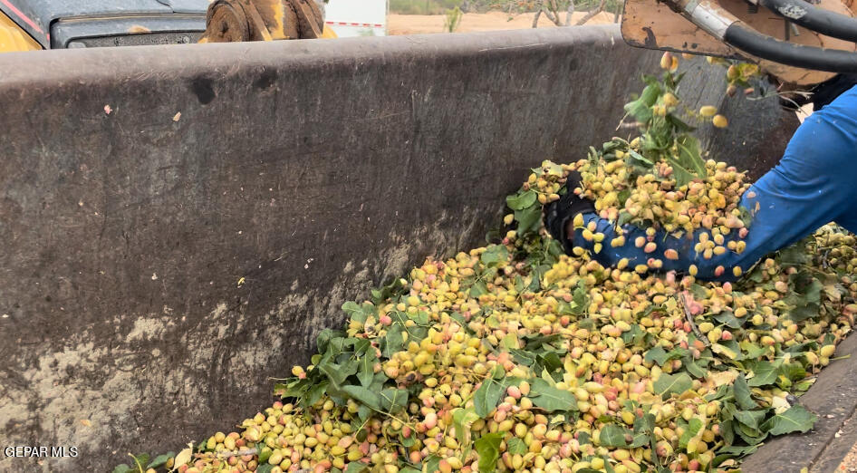 2695 Redstone Street Chaparral, NM 88081 - Photo 32 of 33 a close up of a plant