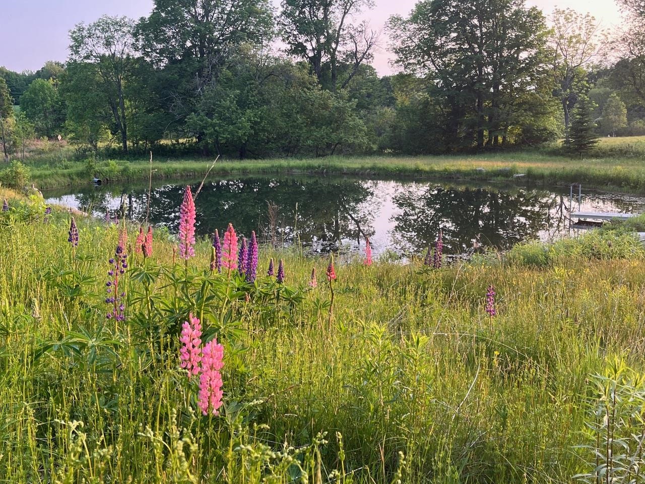 179 Cate Hill Road Greensboro, VT 05827 - Photo 4 of 62