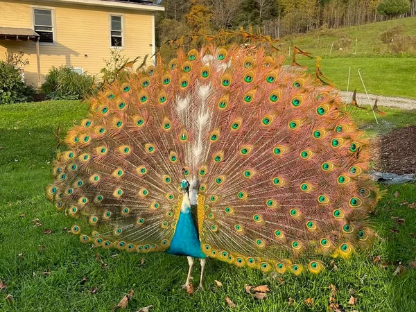 $899,000 | 179 Cate Hill Road, Greensboro, VT 05827