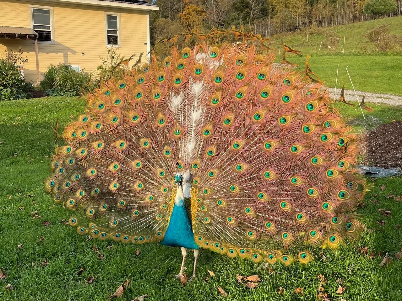 179 Cate Hill Road Greensboro, VT 05827 - Photo 59 of 62