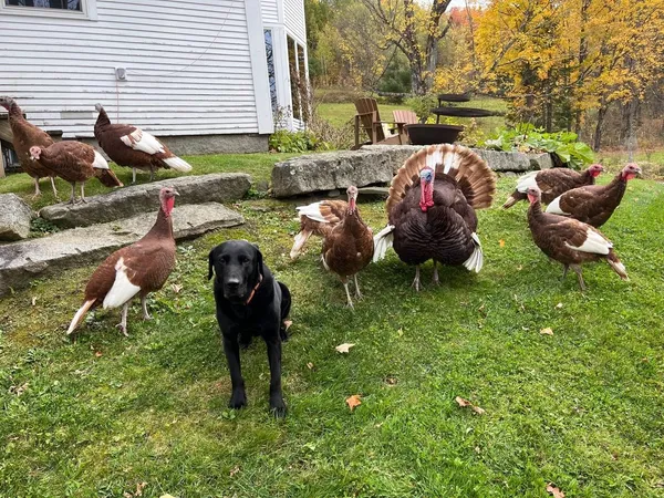 $899,000 | 179 Cate Hill Road, Greensboro, VT 05827