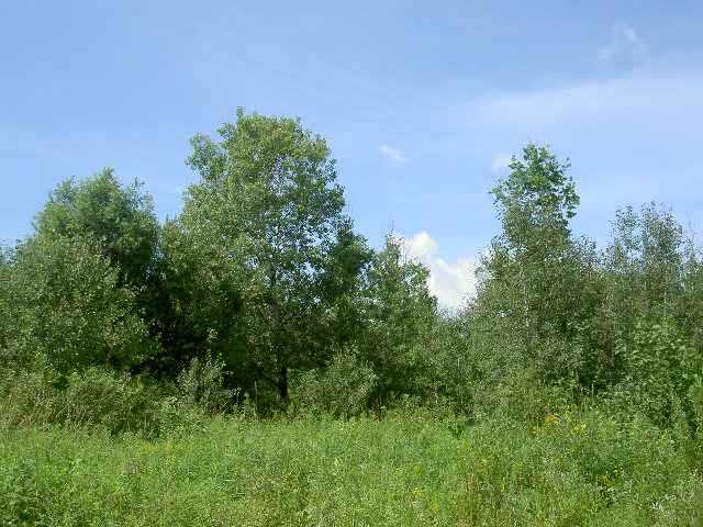 Faith Church Road Sturgeon Lake, MN 55783 - Photo 3 of 4 Gallery Image 3
