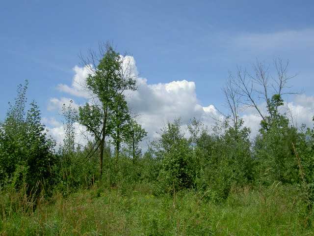 Faith Church Road Sturgeon Lake, MN 55783 - Photo 4 of 4 Gallery Image 4