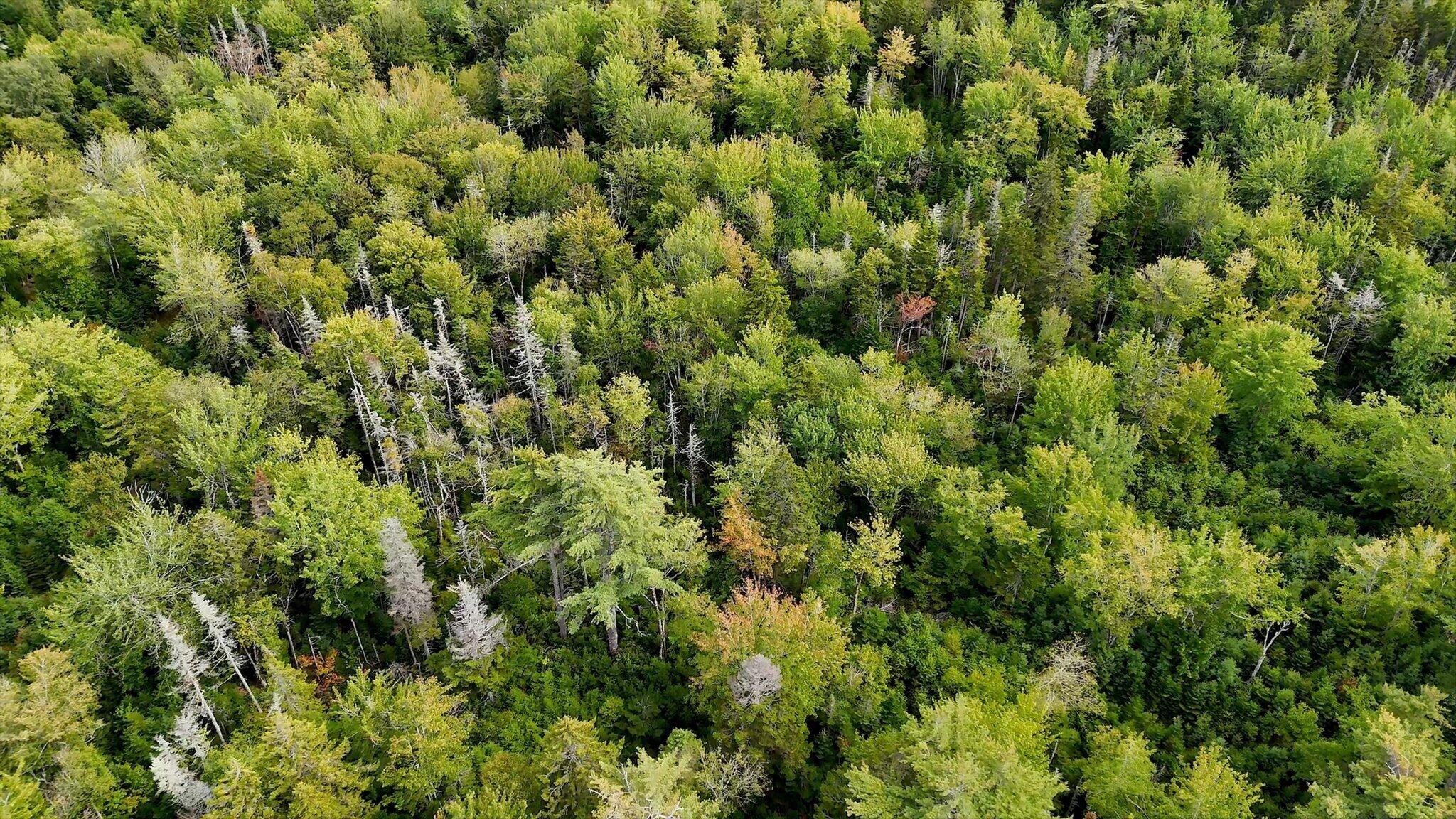 M20-l2 East Side Road Addison, ME 04606 - Photo 4 of 15