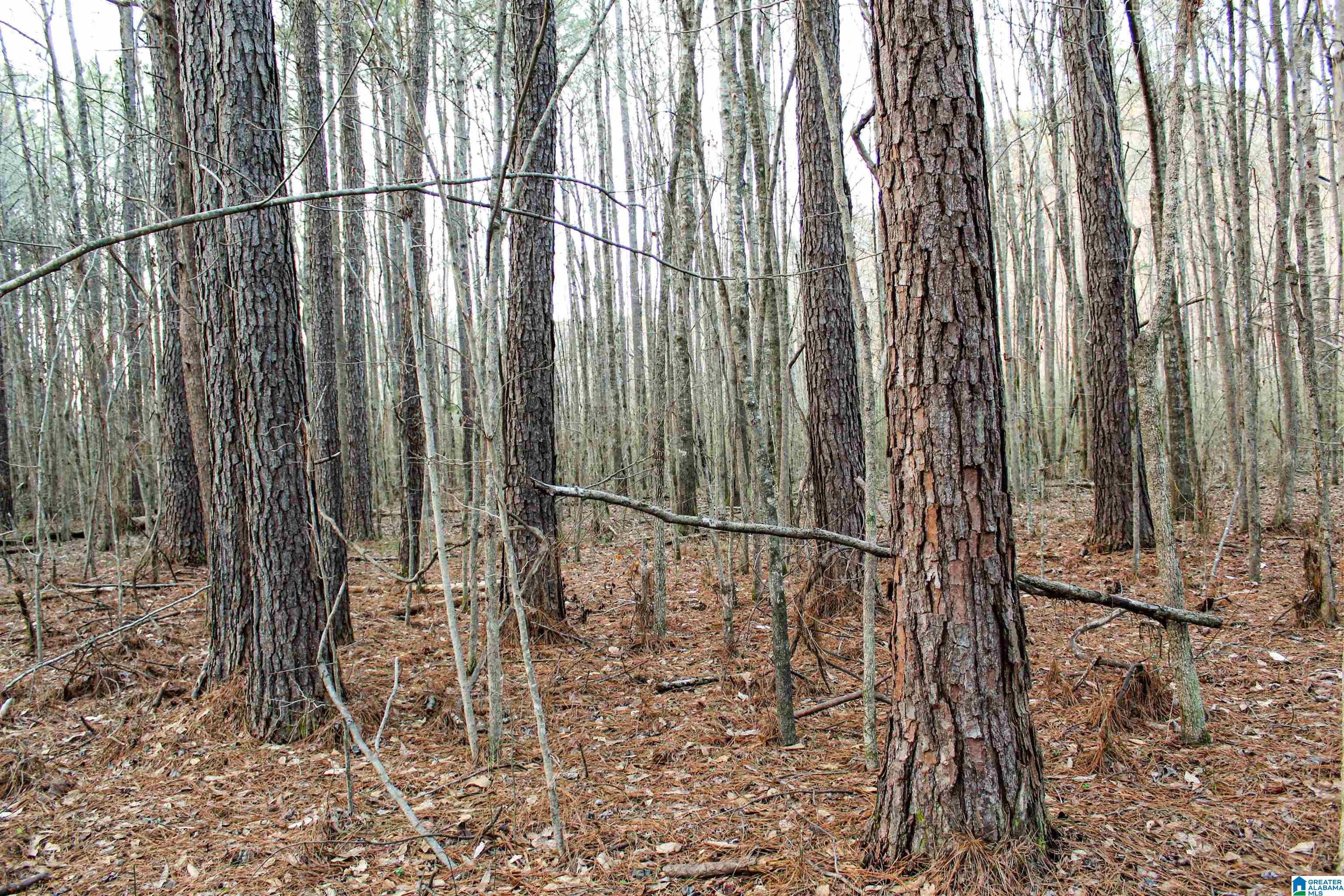 0 Parsons Loop Road Mulga, AL 35118 - Photo 4 of 38