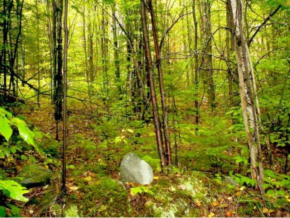 Lot 17 Pond Hill Road Lunenburg, VT 05906 - Photo 1 of 1