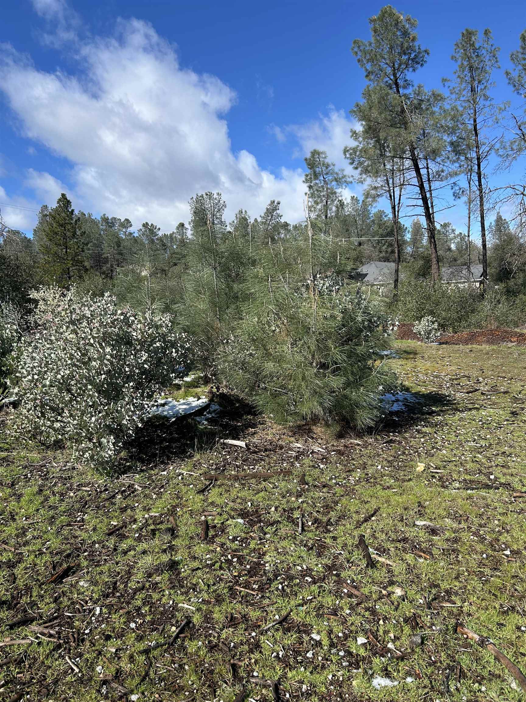 10266 White Star Road Redding, CA 96001 - Photo 4 of 11