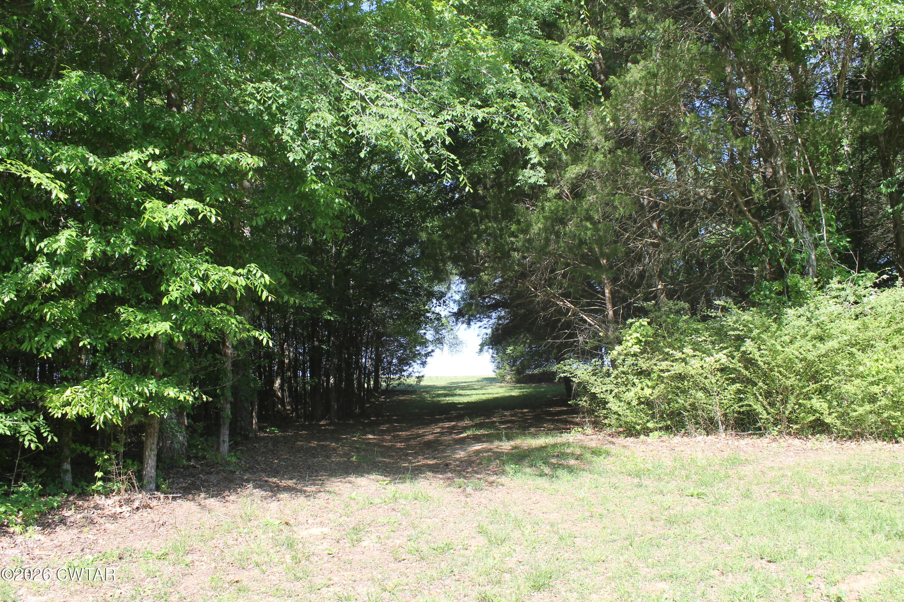0 Williams Road Henderson, TN 38340 - Photo 4 of 29 a view of backyard with green space