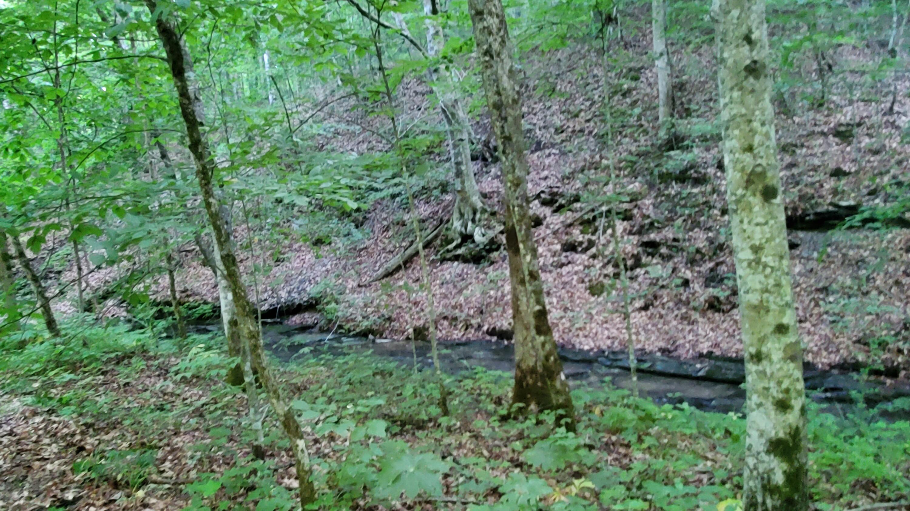 2875 Pointer Creek Road Science Hill, KY 42553 - Photo 51 of 81 Creek near cabin