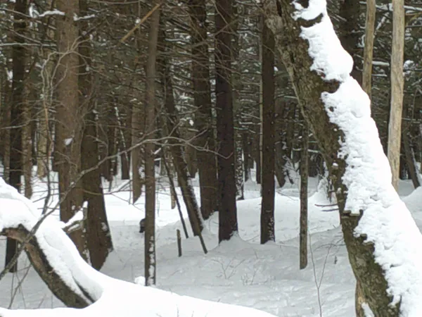 $99,000 | 0 Plot Road, Unit 2, Johnson, VT 05656