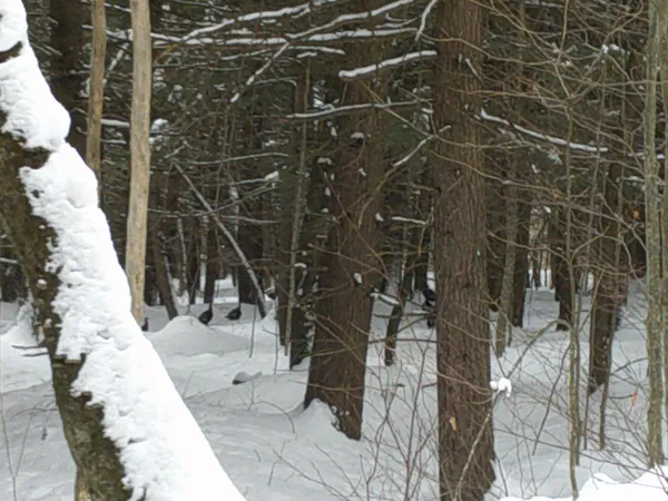 $99,000 | 0 Plot Road, Unit 2, Johnson, VT 05656