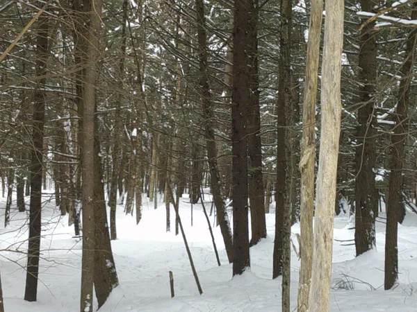 $99,000 | 0 Plot Road, Unit 2, Johnson, VT 05656