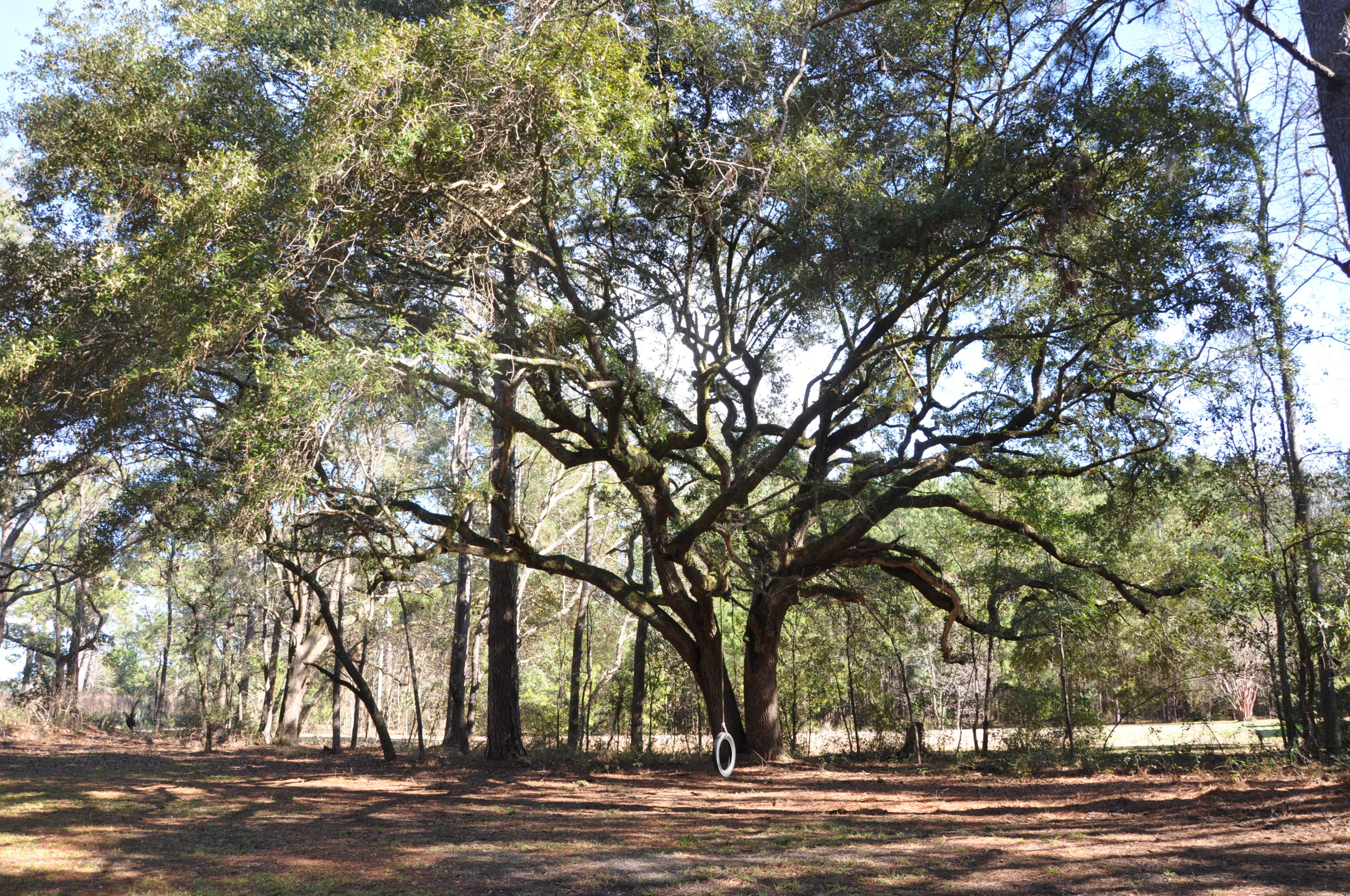 3797 Chisolm Road Johns Island, SC 29455 - Photo 2 of 22 DSC_1187