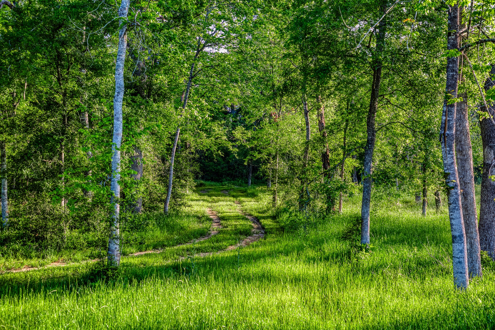 40051 Mesquite Hempstead, TX 77445 - Photo 10 of 29 a view of a garden