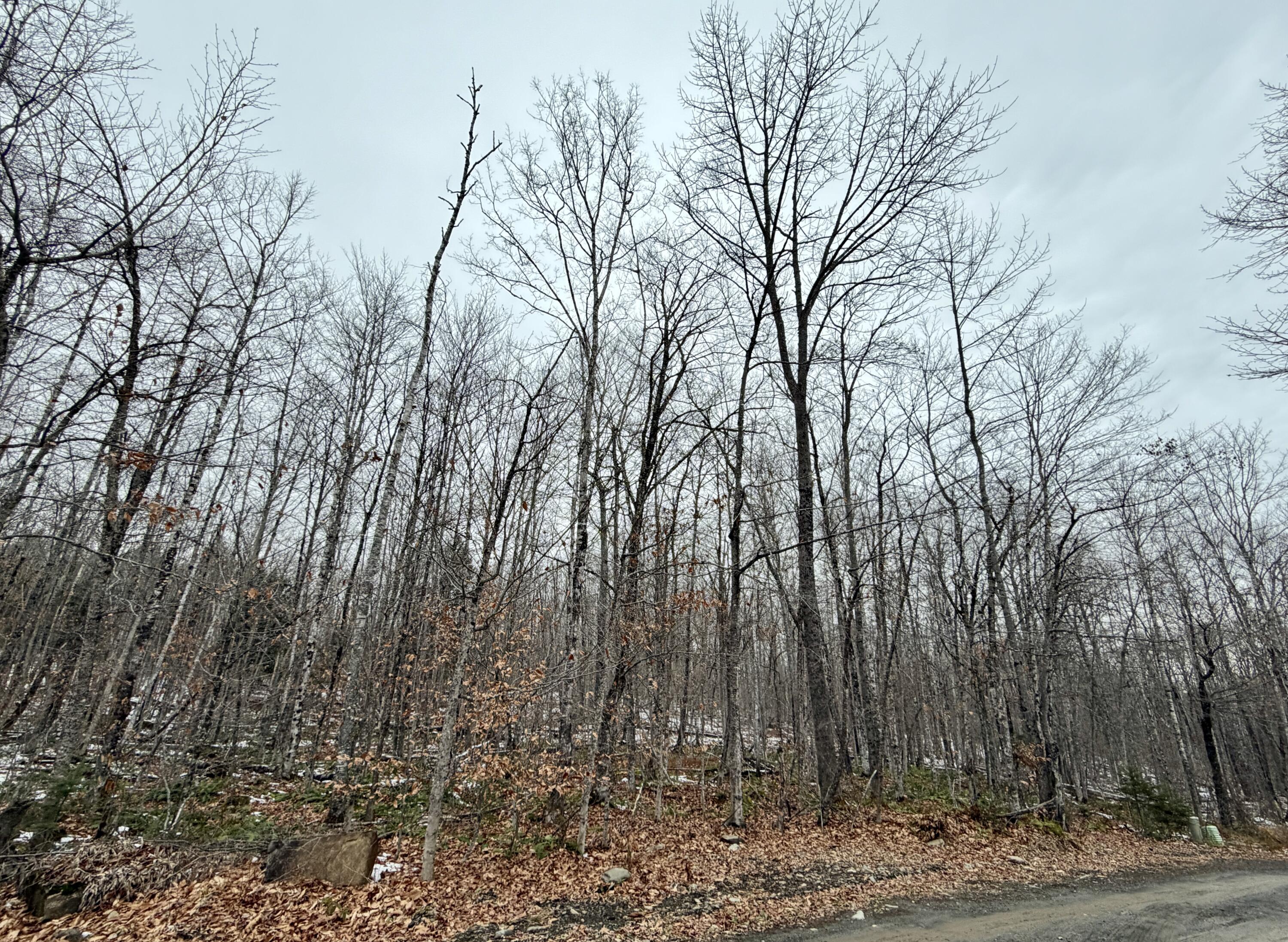 Lot 104 Hornbeam Ridge Road Dexter, ME 04930 - Photo 2 of 6 IMG_5717