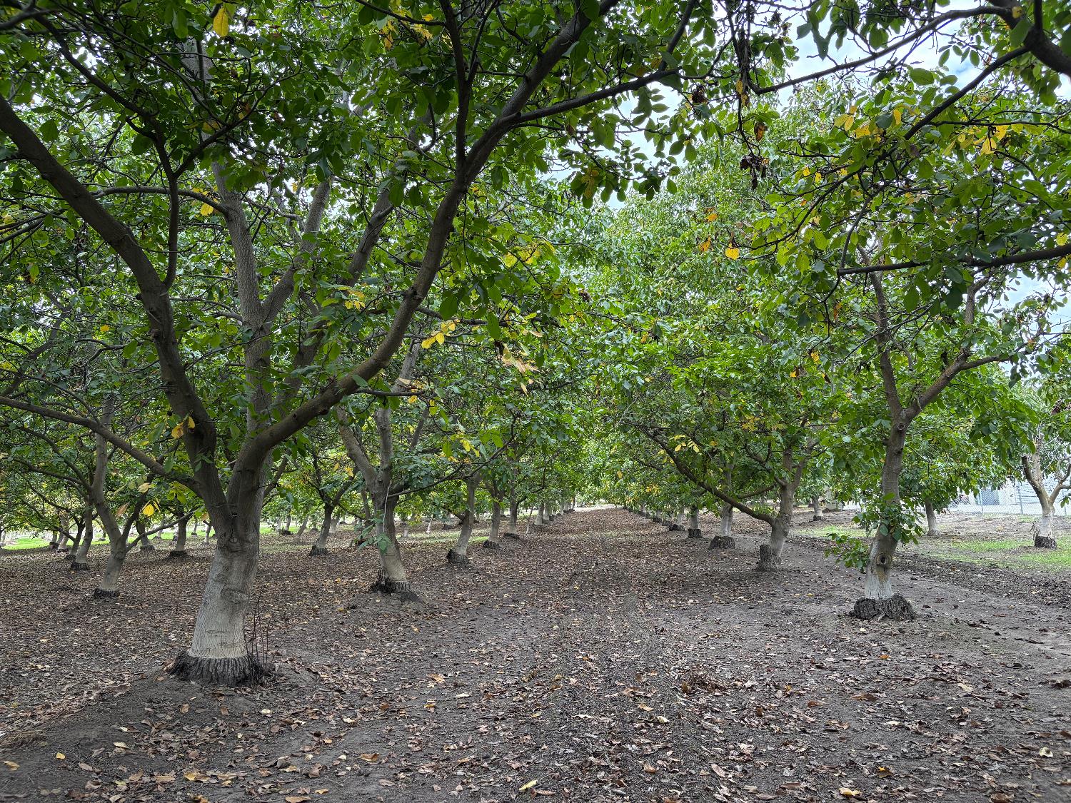 5331 Geer Road Hughson, CA 95326 - Photo 11 of 12 a view of a tree in the middle of a forest