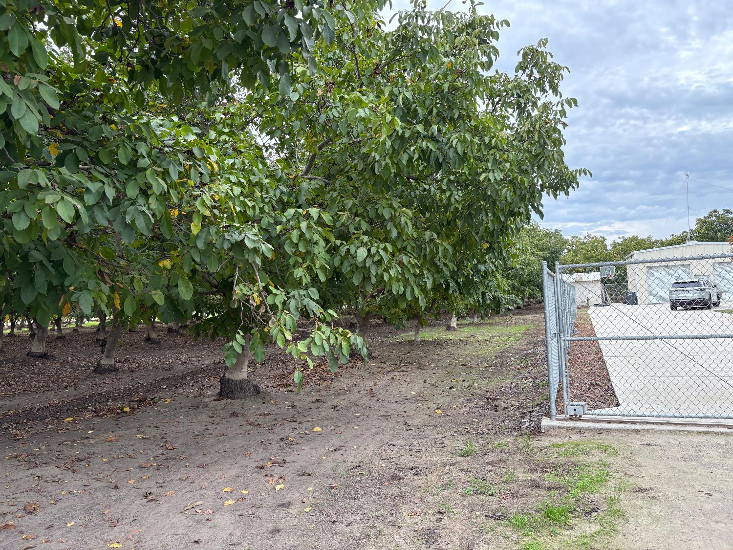 5331 Geer Road Hughson, CA 95326 - Photo 12 of 12 a view of a yard with a tree