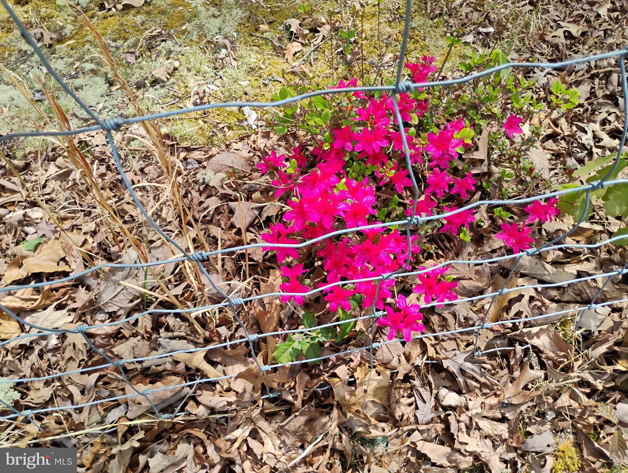 12266 Elk Run Church Road Midland, VA 22728 - Photo 53 of 67 Wild azalea grow freely