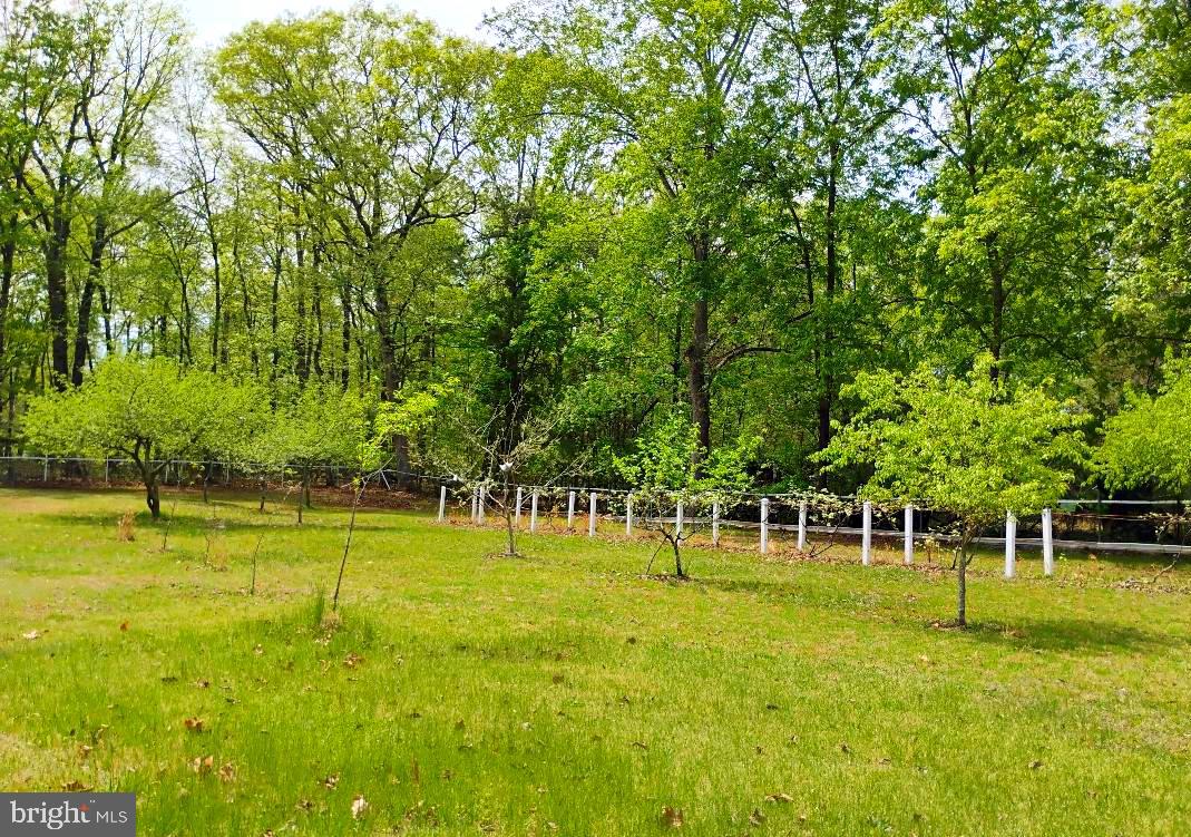 12266 Elk Run Church Road Midland, VA 22728 - Photo 63 of 67 Concord & white grape vines