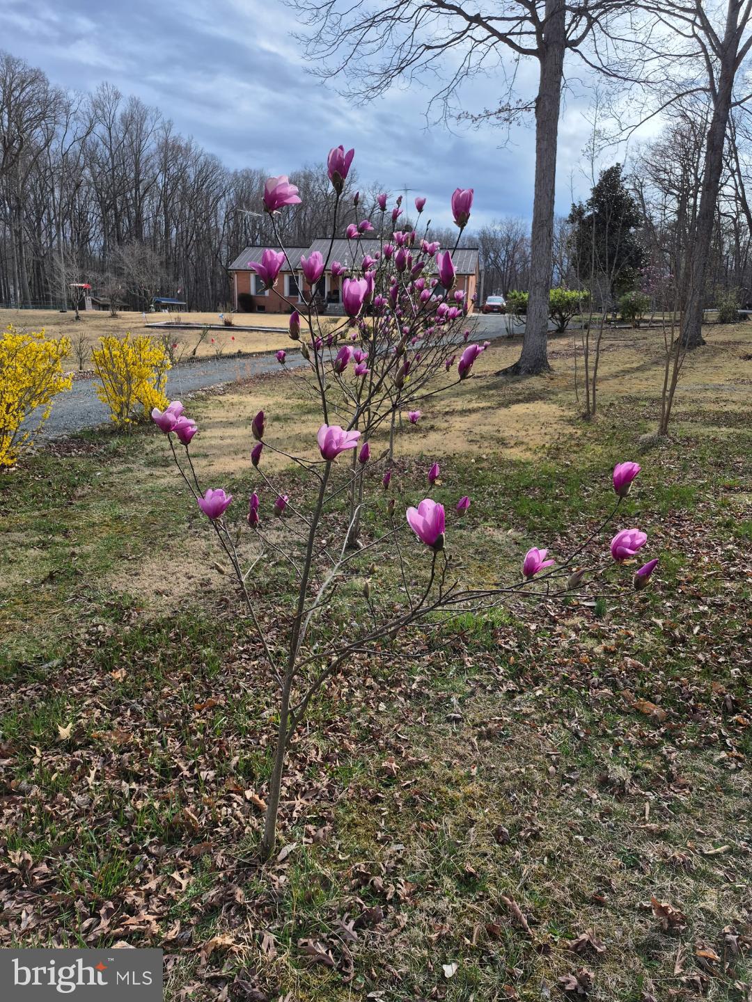 12266 Elk Run Church Road Midland, VA 22728 - Photo 67 of 67 Magnolia tree