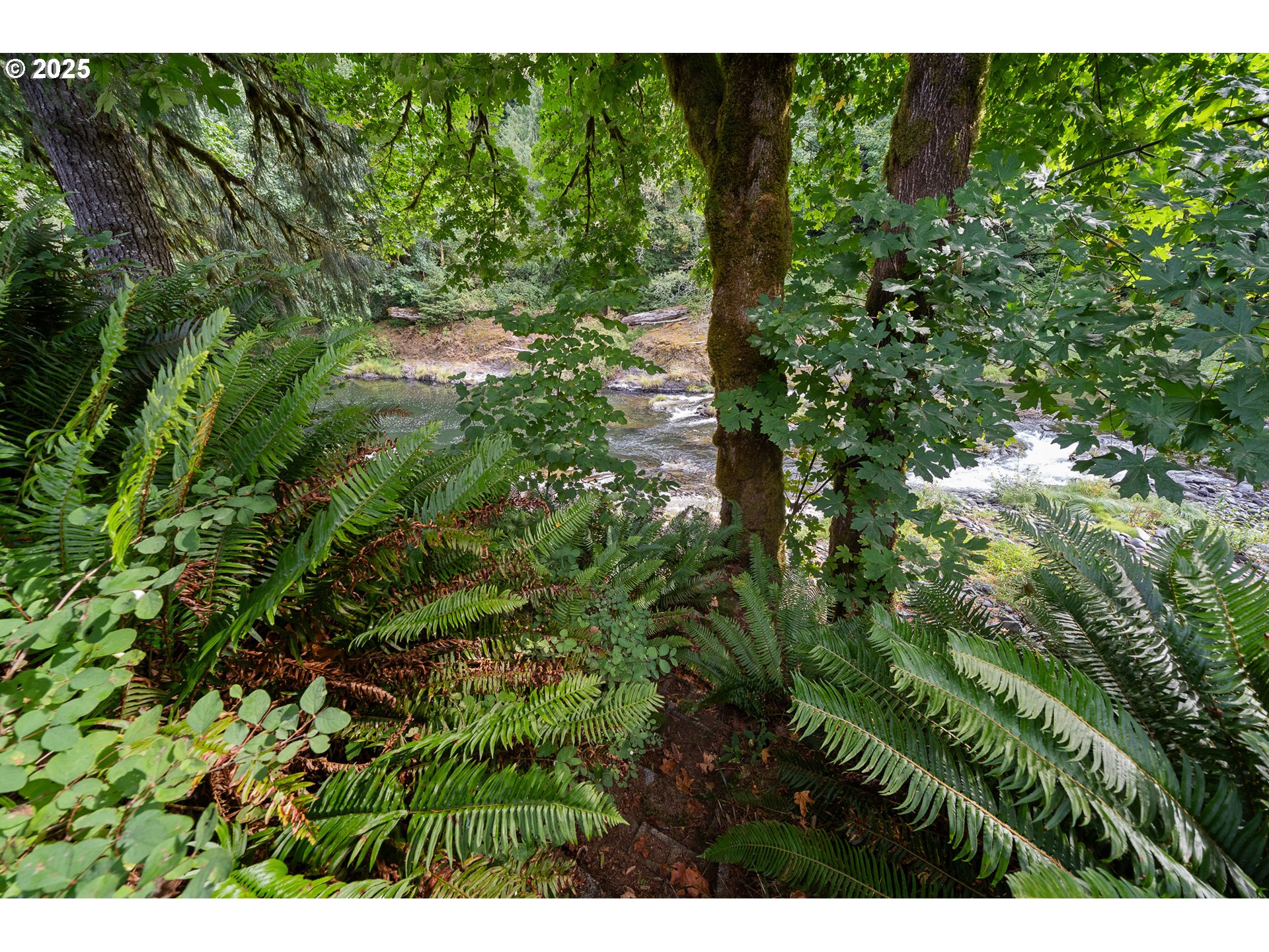 24760 Trask West Tillamook, OR 97141 - Photo 22 of 29 a view of a plant