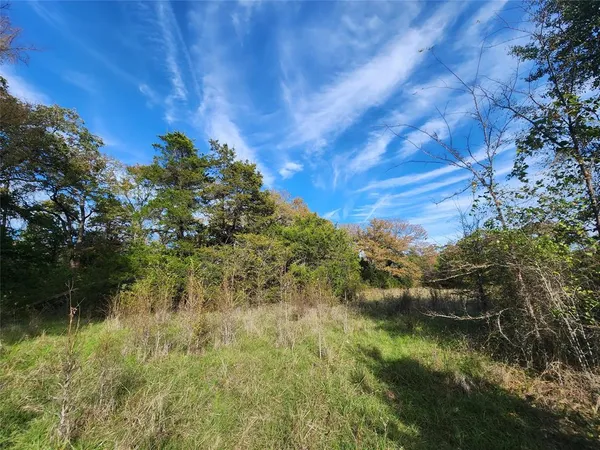 a view of a forest with trees in the background
