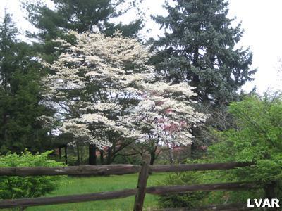 640 Bok Road Nazareth, PA 18064 - Photo 23 of 28 a picture of tree