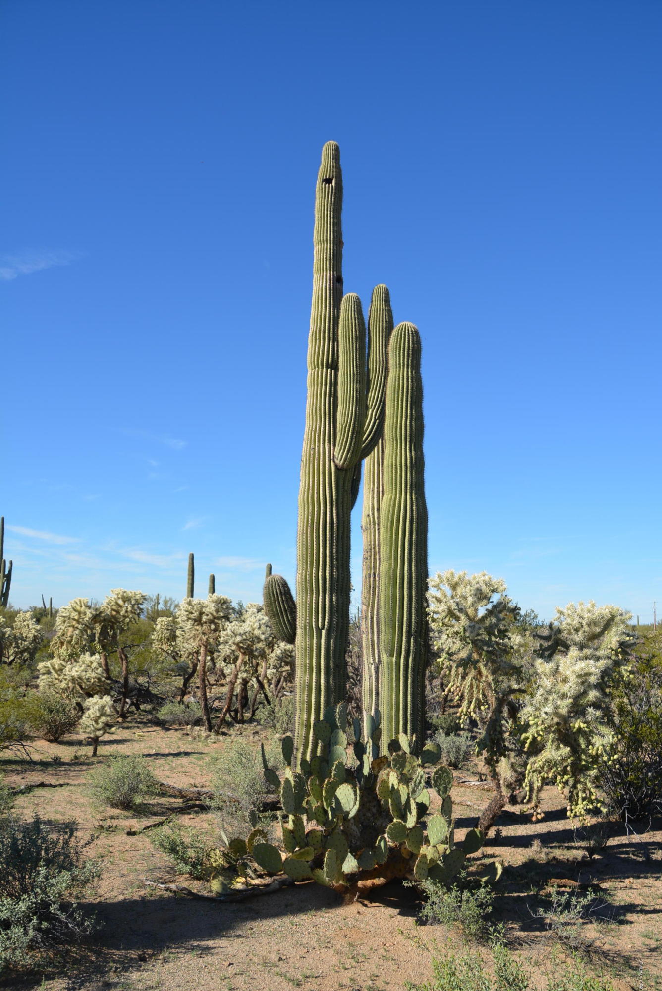 11700 West Rudasill Road, Unit LOT 4 Tucson, AZ 85743 - Photo 14 of 33