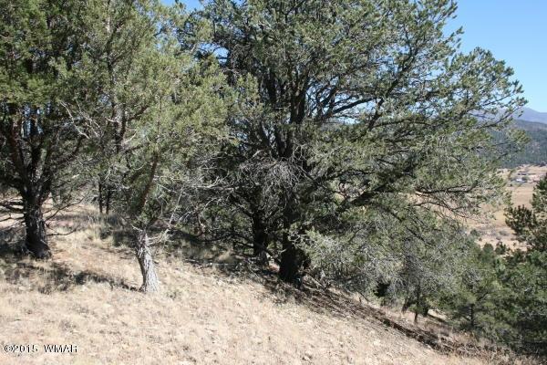 71 Co Road Springerville, AZ 85938 - Photo 35 of 35