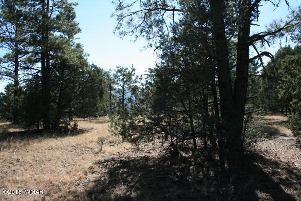 71 Co Road Springerville, AZ 85938 - Photo 8 of 35