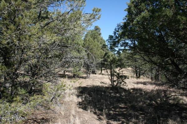 71 Co Road Springerville, AZ 85938 - Photo 10 of 35