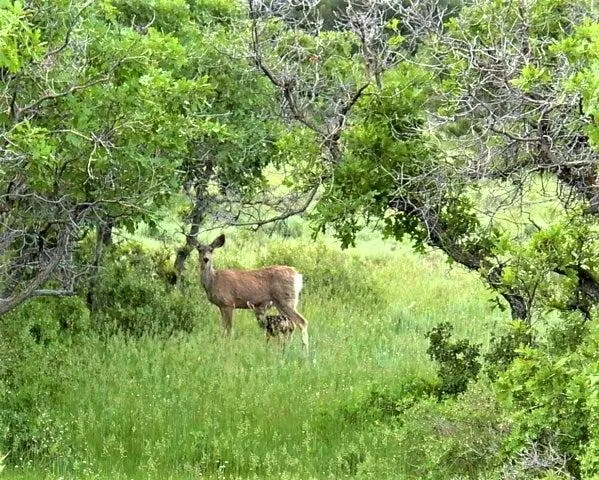 $175,000 | 33 North Gurley Lake Drive, Norwood, CO 81423