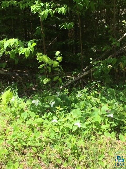 Xxxx Hoover Line Road Iron River, WI 54847 - Photo 2 of 3 Beautiful trilliums bloom along the road here every spring