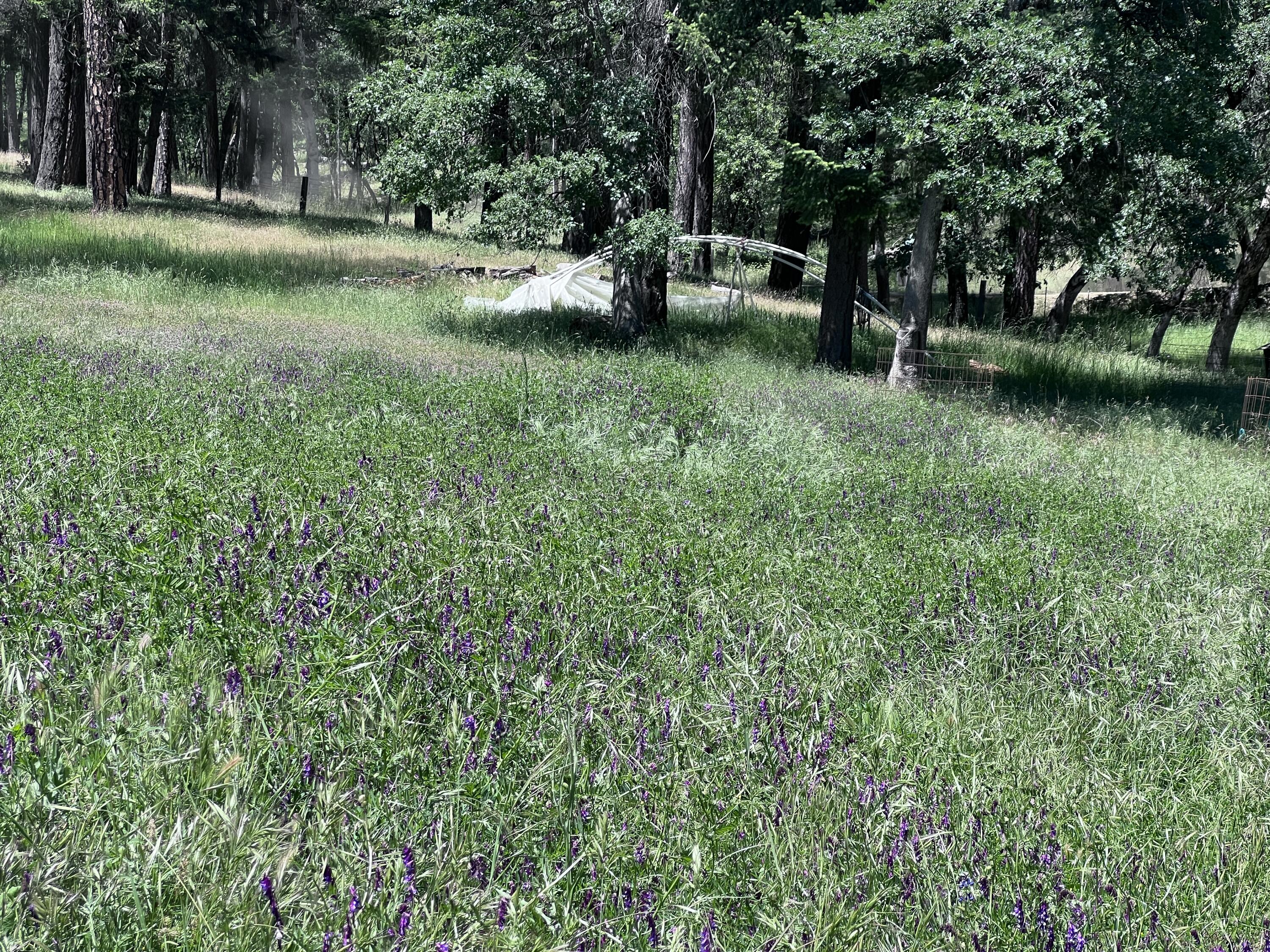 1411 Mc Alexander Road Hayfork, CA 96041 - Photo 19 of 38 Yard