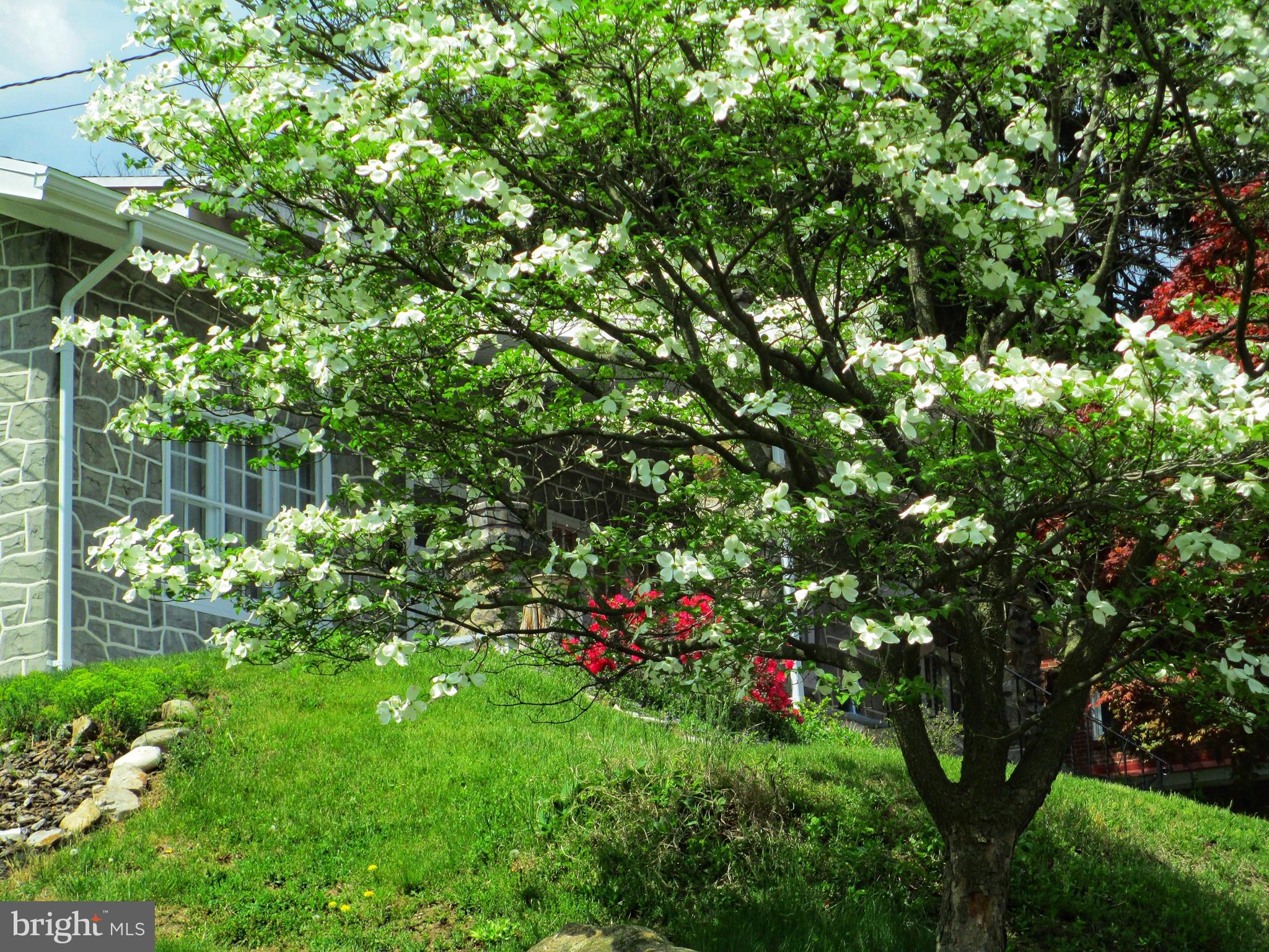 1700 Friedensburg Road Reading, PA 19606 - Photo 10 of 37 Dogwood tree front lawn Summertime