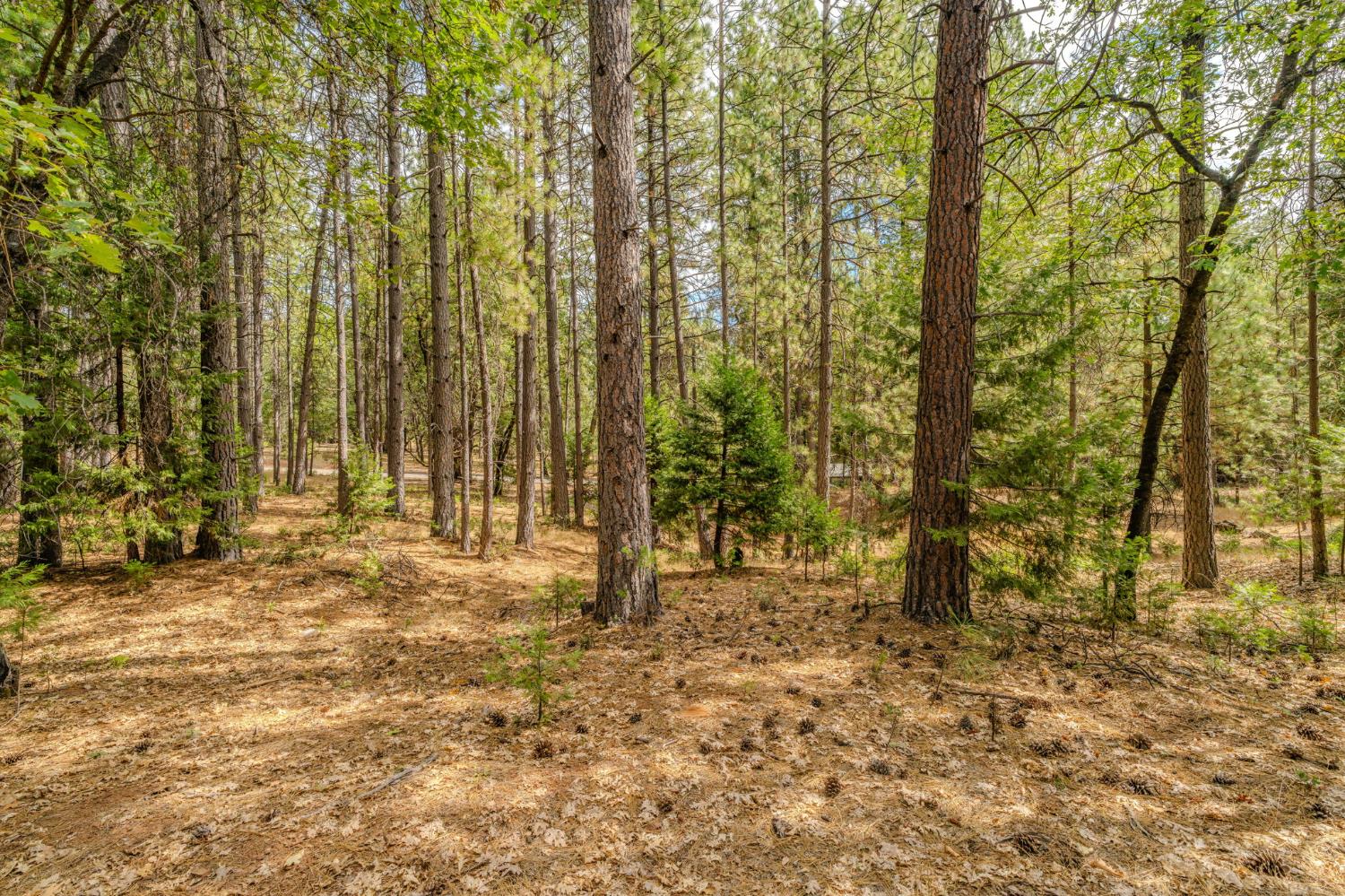 0 Tabeaud Road Pine Grove, CA 95665 - Photo 1 of 11 Gallery Image 1
