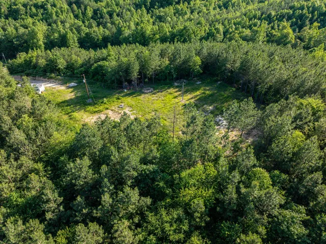 a view of a lush green forest