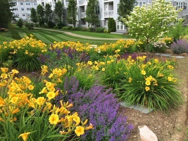 7 Morgan Drive, Unit 104 Natick, MA 01760 - Photo 26 of 26 a view of a garden with plants and large trees