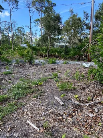 a view of a yard with plants and large trees