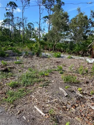 a view of a yard with plants and large trees