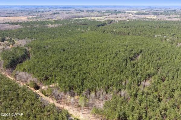a view of a forest with a mountain and trees