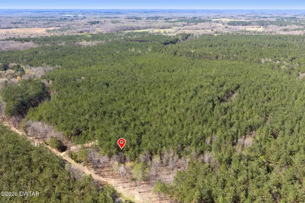 a view of a forest with a street
