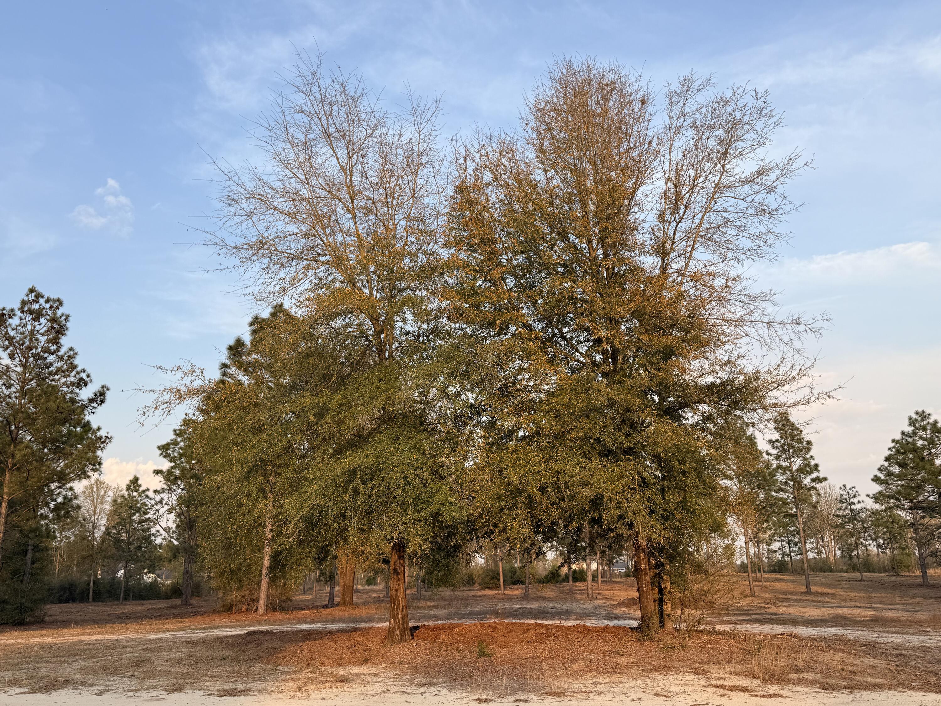 734 State Park Road Windsor, SC 29856 - Photo 10 of 12