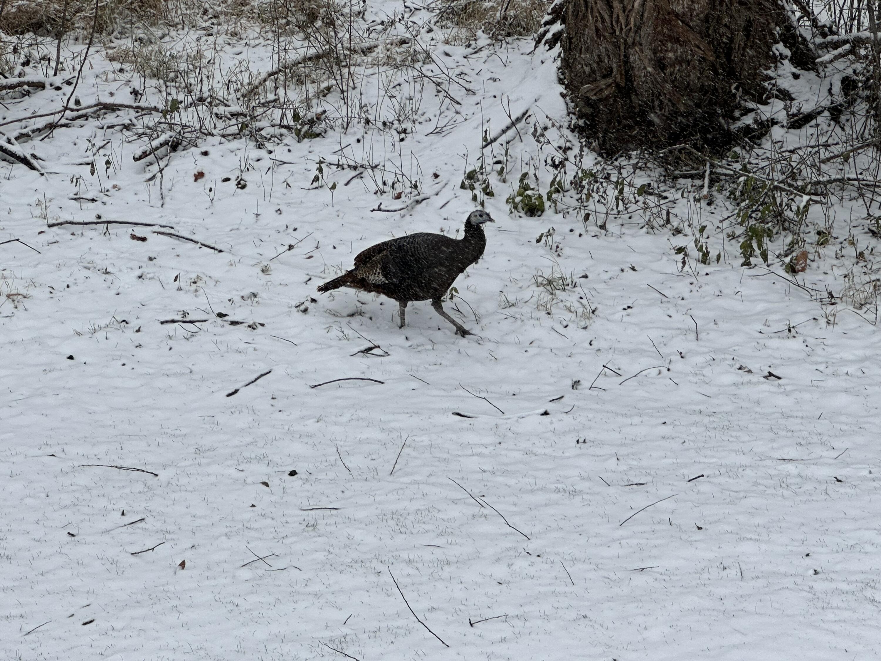 636 Pewaukee Road, Unit H Pewaukee, WI 53072 - Photo 26 of 43 Enjoy watching wildlife