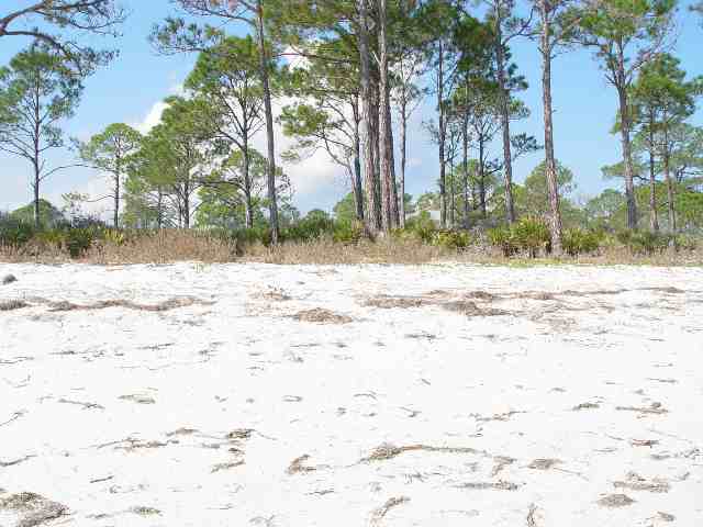 Lot 220 Fernway Road, Unit 1 Panacea, FL 32346 - Photo 3 of 5 Gallery Image 3