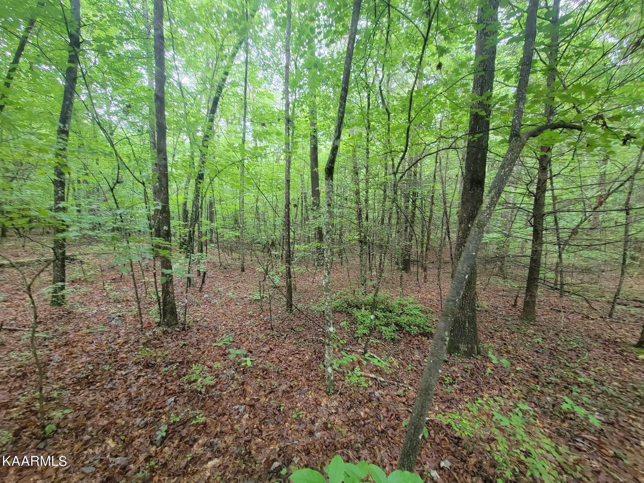 0 40 Model Farm Road Jamestown, TN 38556 - Photo 50 of 59
