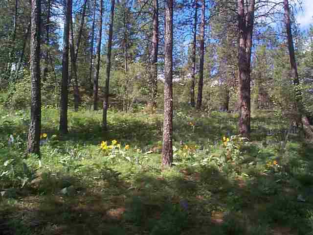 10811 South Andrus Road Cheney, WA 99004 - Photo 8 of 9